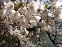 Cerisiers en fleurs (Photo F. Mrugala) (1)